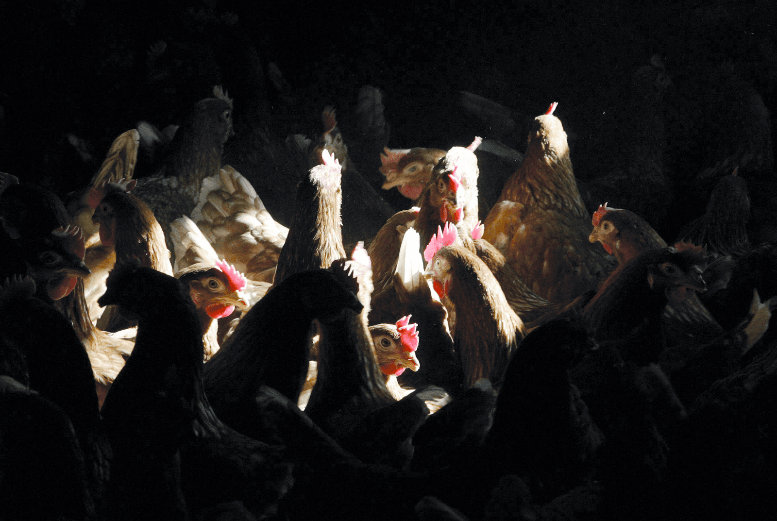 De berekende bruto marge per bruine scharrelkip was in 2015 bijna drie keer zo hoog als in 2014. Foto: ANP