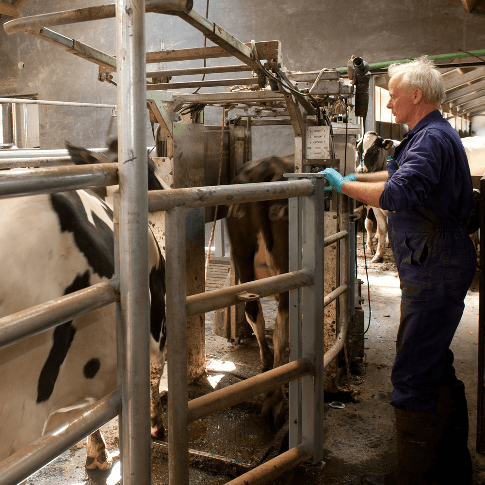 Jan van Weperen kijkt toe hoe de koeien op zijn bedrijf door de klauwontsmettingsbak lopen. Foto: Mark Pasveer