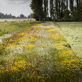 Nederland zoekt robuuste aanpak EU-natuurbeleid