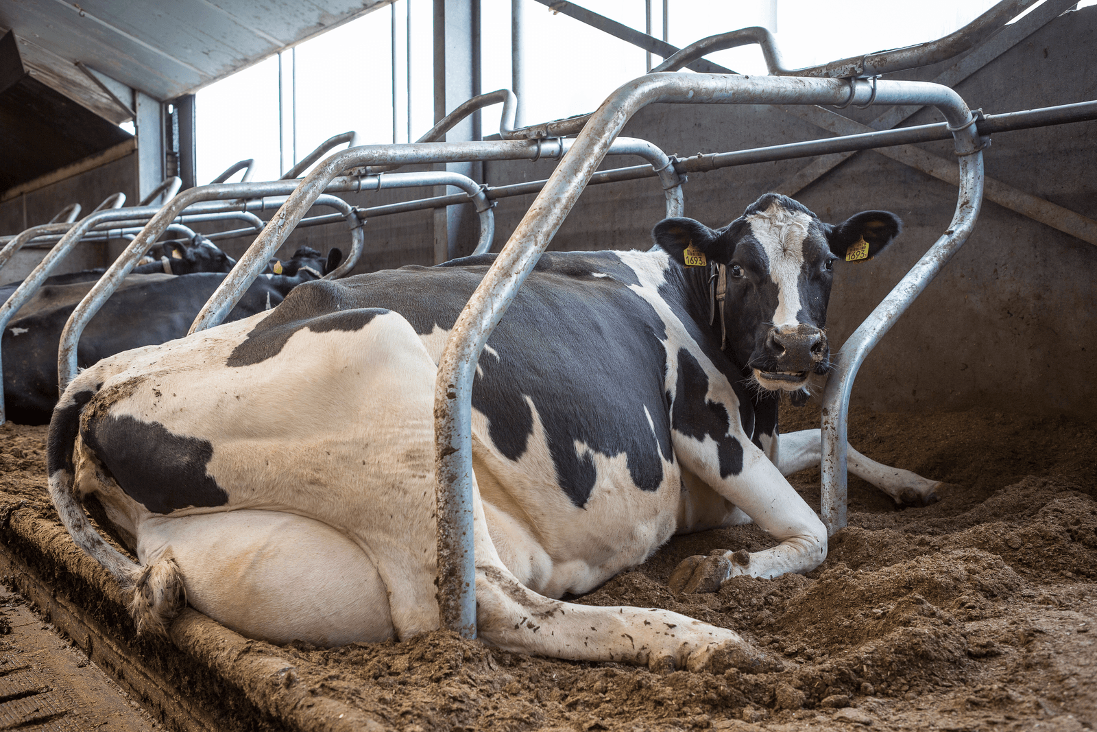 Maatregelen voor de juiste afstelling van schoftbomen bleken eenvoudig door te voeren. Foto: Peter Roek
