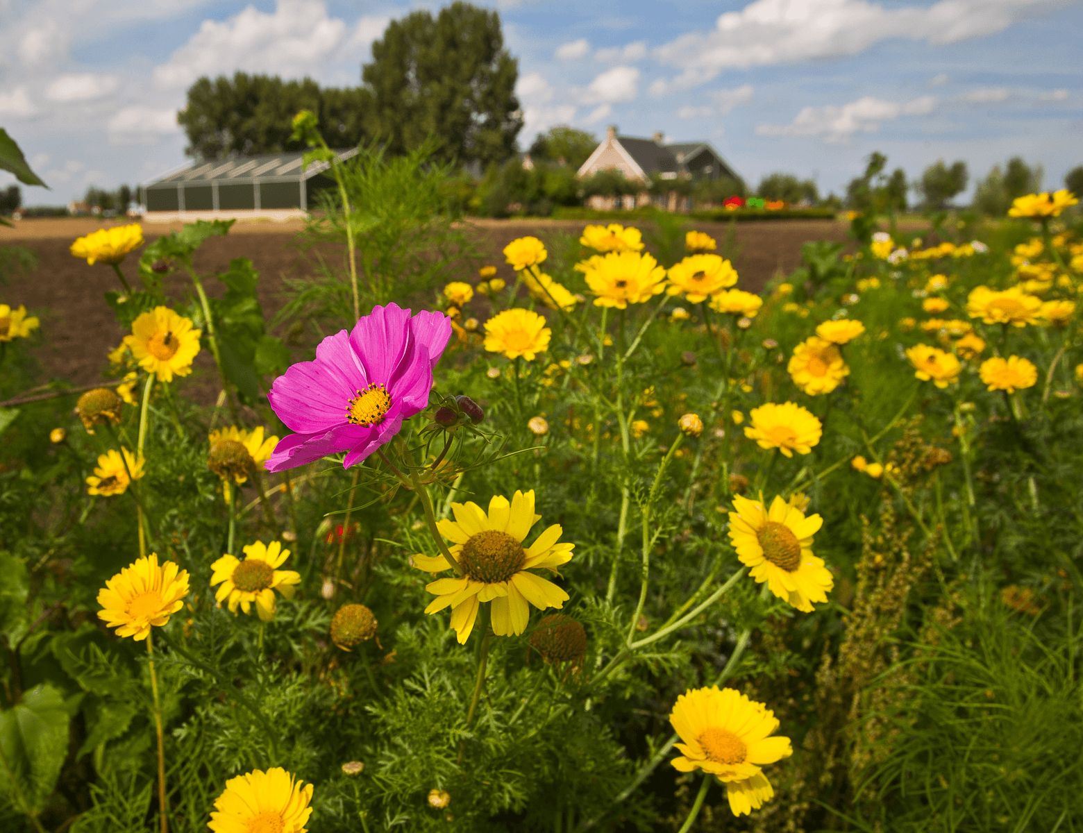 Foto: Peter Roek