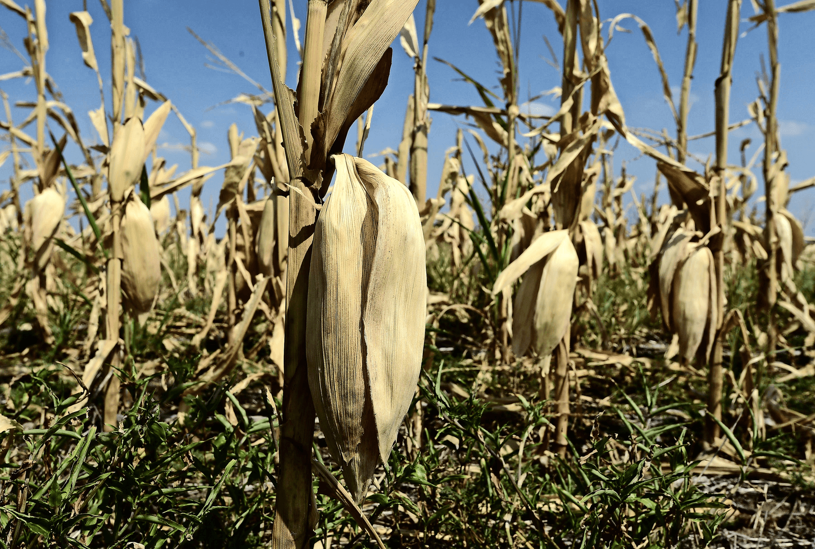 Droogteschade in Amerikaanse mais. Grootschalige teelten blijken gevoeliger voor schade dan kleinschalige. Foto: ANP