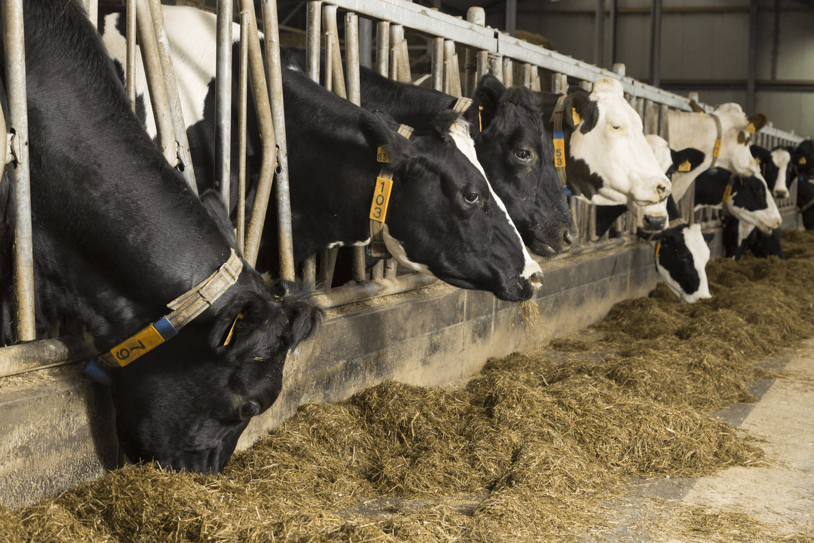 Foto: Koos Groenewold