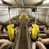 Constant klimaat varkens, constante voeropname