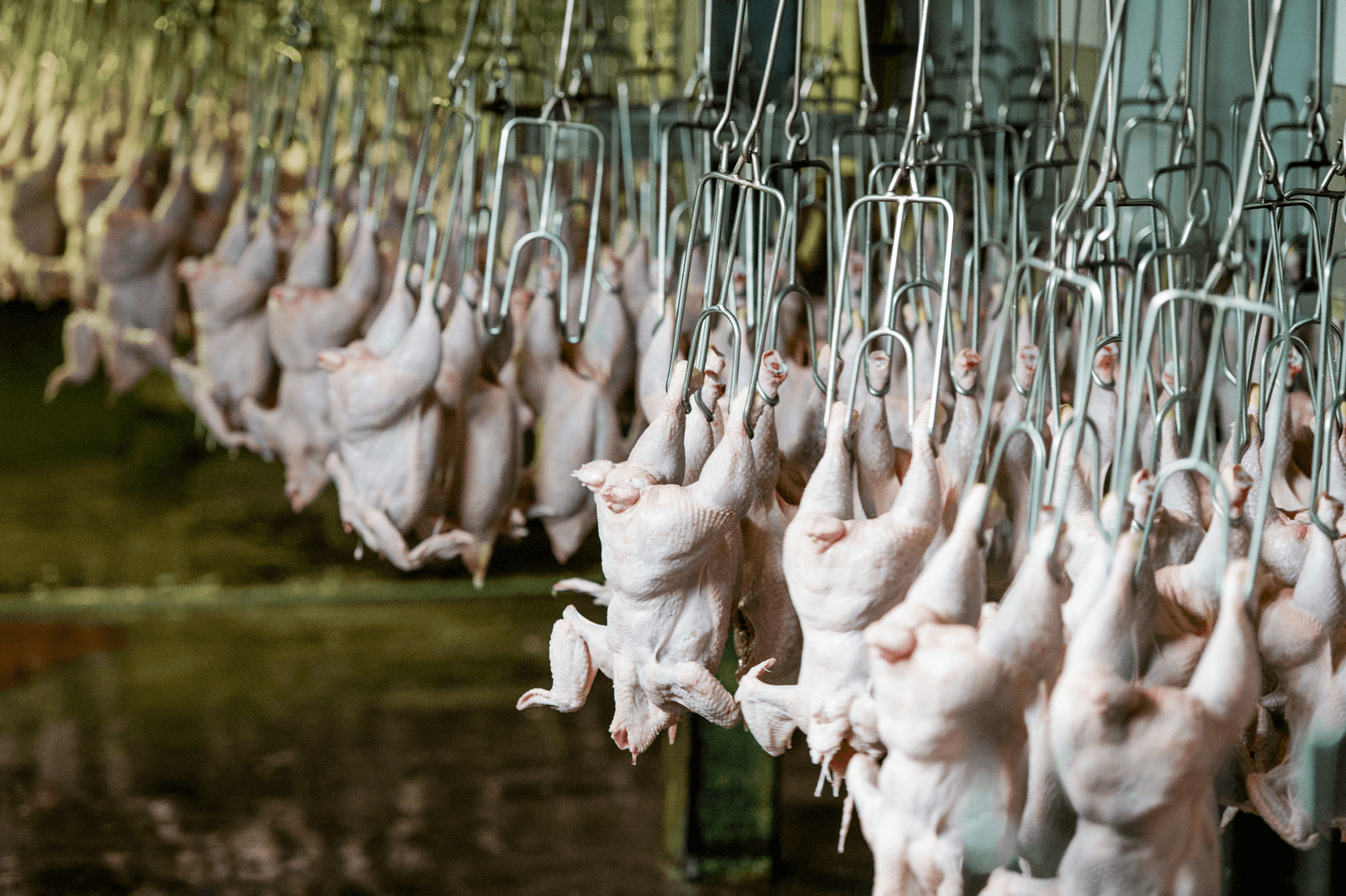 CDA-vragen over Franse aanpak vogelgriep