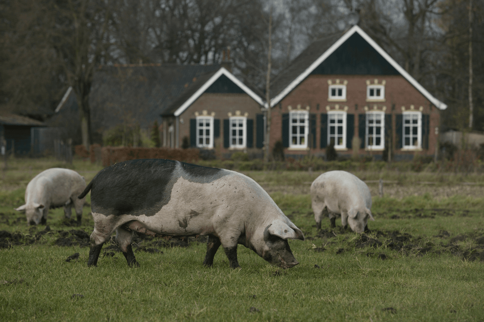 Boer zijn (1): Wat voor boer wil ik zijn?