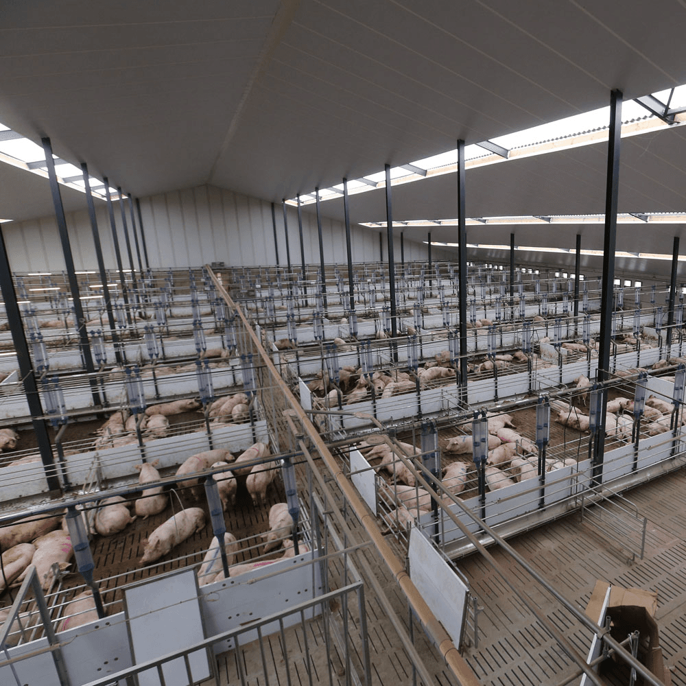 Het bouwen van één grote afdeling voor zeugen verlaagt de bouwkosten aanzienlijk. Het kan echter consequenties voor de diergezondheid hebben.
