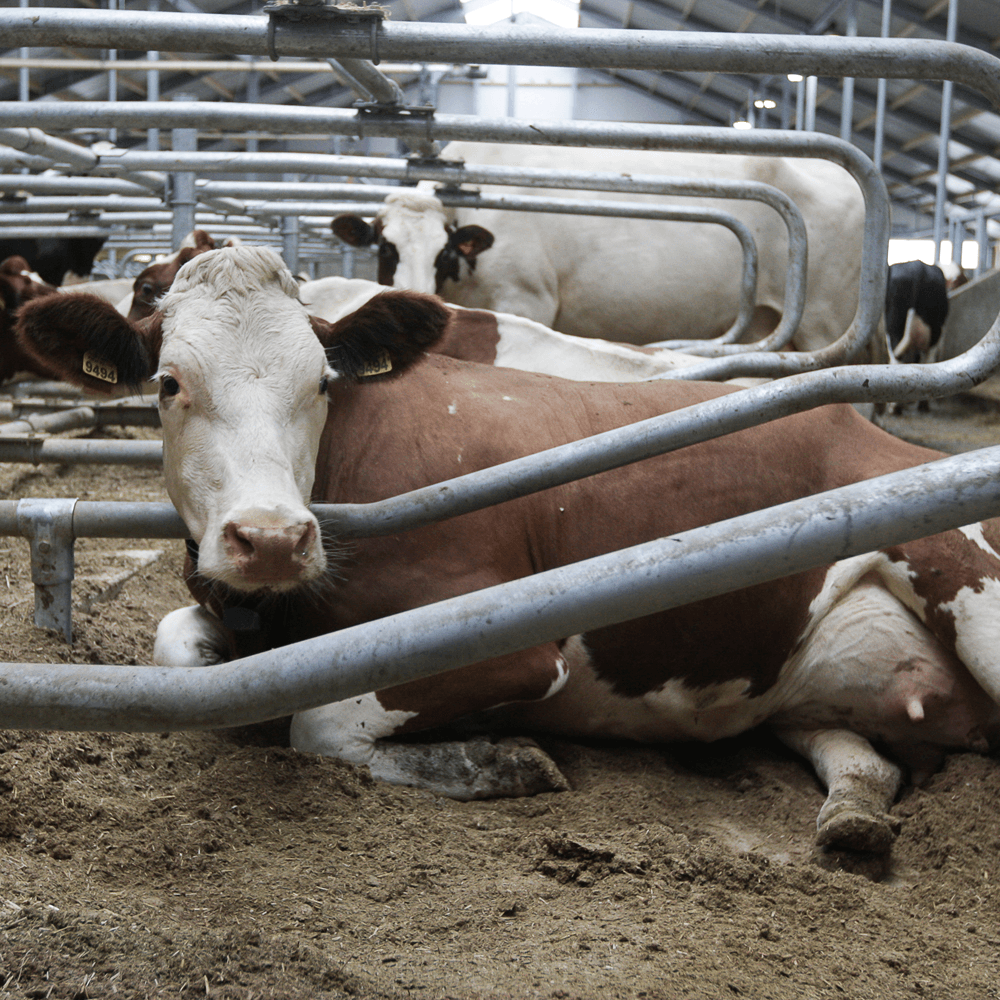 Diepstrooisel in box goed voor uiergezondheid