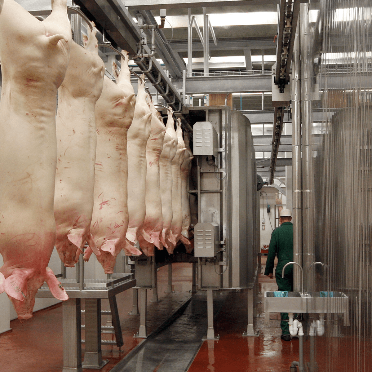 ISN: dal varkenscrisis nog niet bereikt