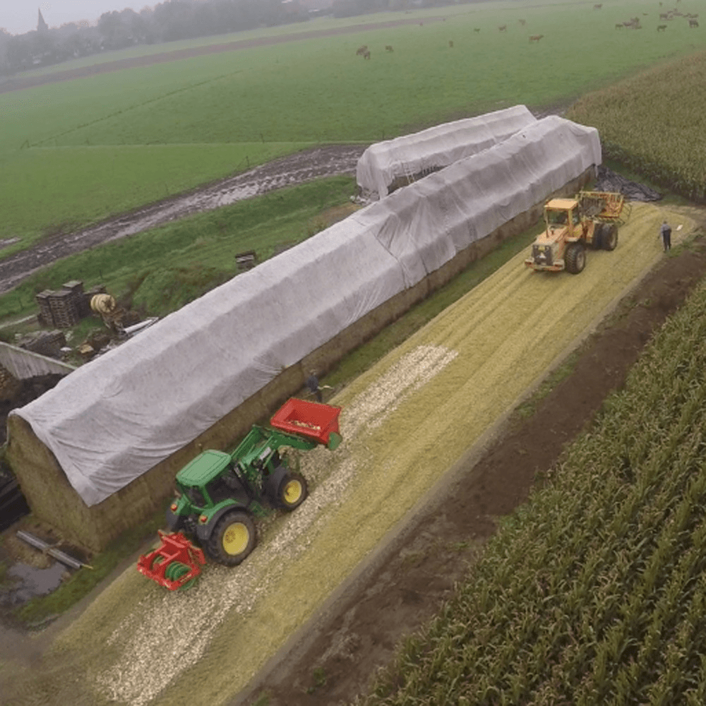 Voederbieten door de mais