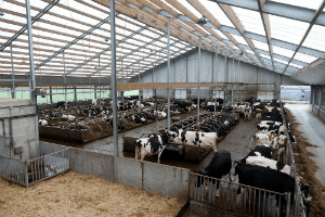 Koeienstal met meer welzijn én rendement