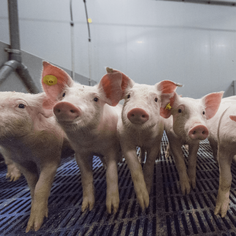 NVV roept varkenshouders op medicijngebruik te onderbouwen