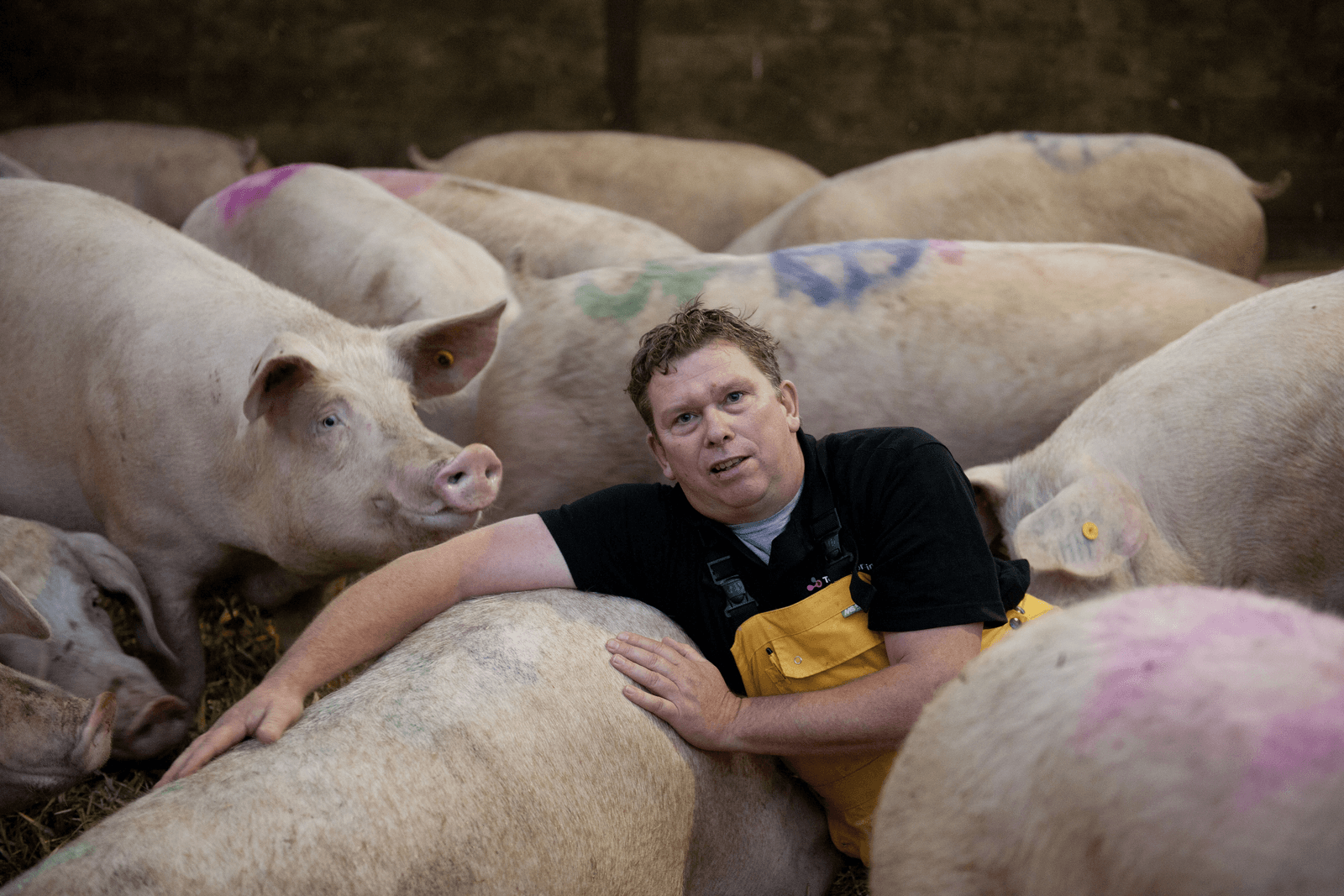 Bestuursvoorzitter John Lorist tussen zijn varkens. Foto: Mark Pasveer