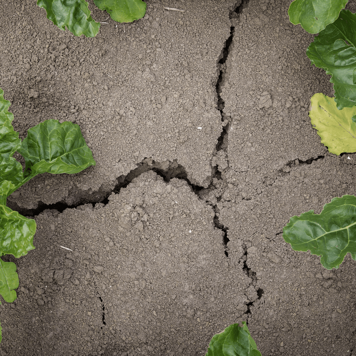 Zuid-Afrika beleeft ergste droogte sinds 23 jaar