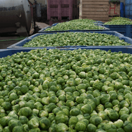 Schimmels in spruiten door warmte en vocht