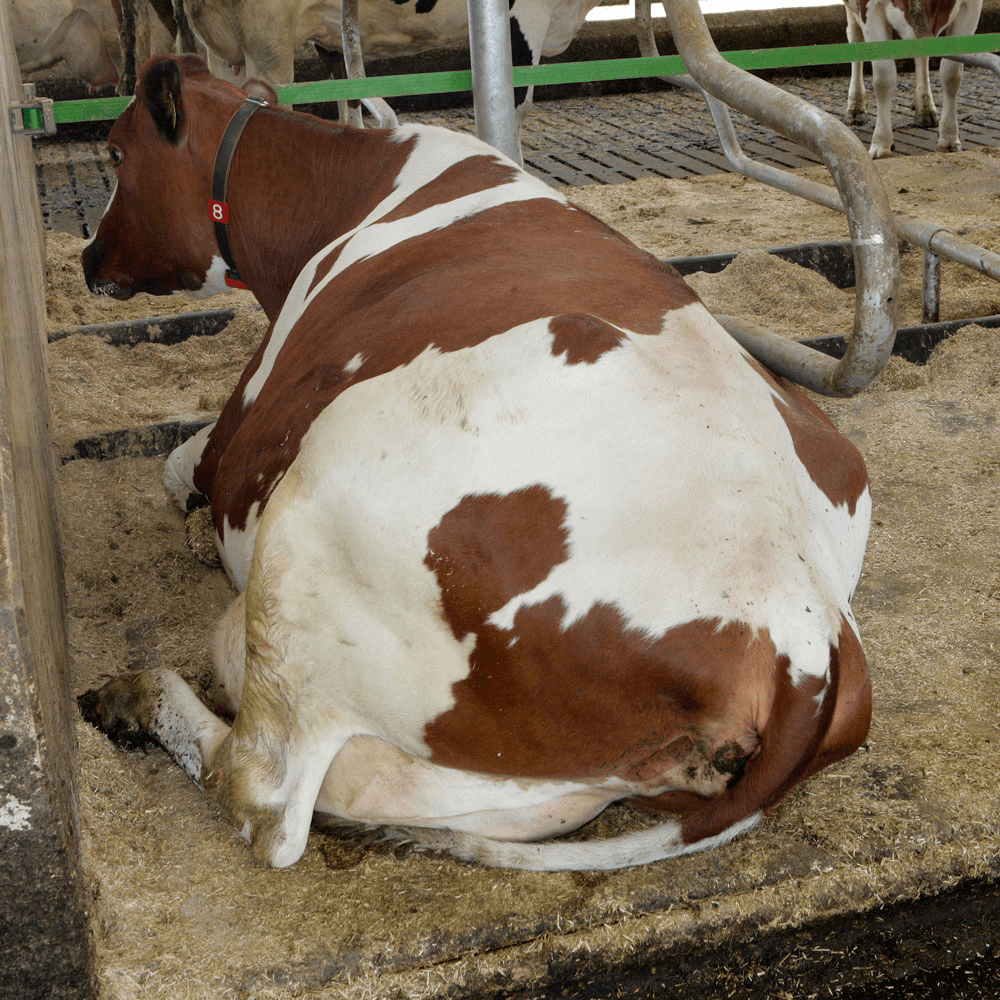 Koematras het slechtst voor uiergezondheid
