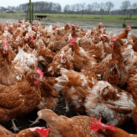 Coppens: snel kippenvoer met insectenolie