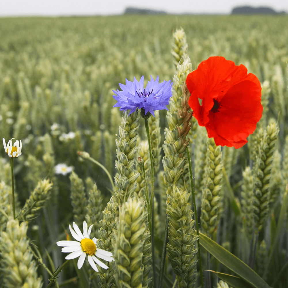 Biodiversiteit gras- en bouwland erg laag