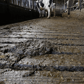 Mestverwerking berekenen met rekenmodel van Boerderij