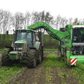Knolselderij rooien met AVR Puma-aardappelrooier.
