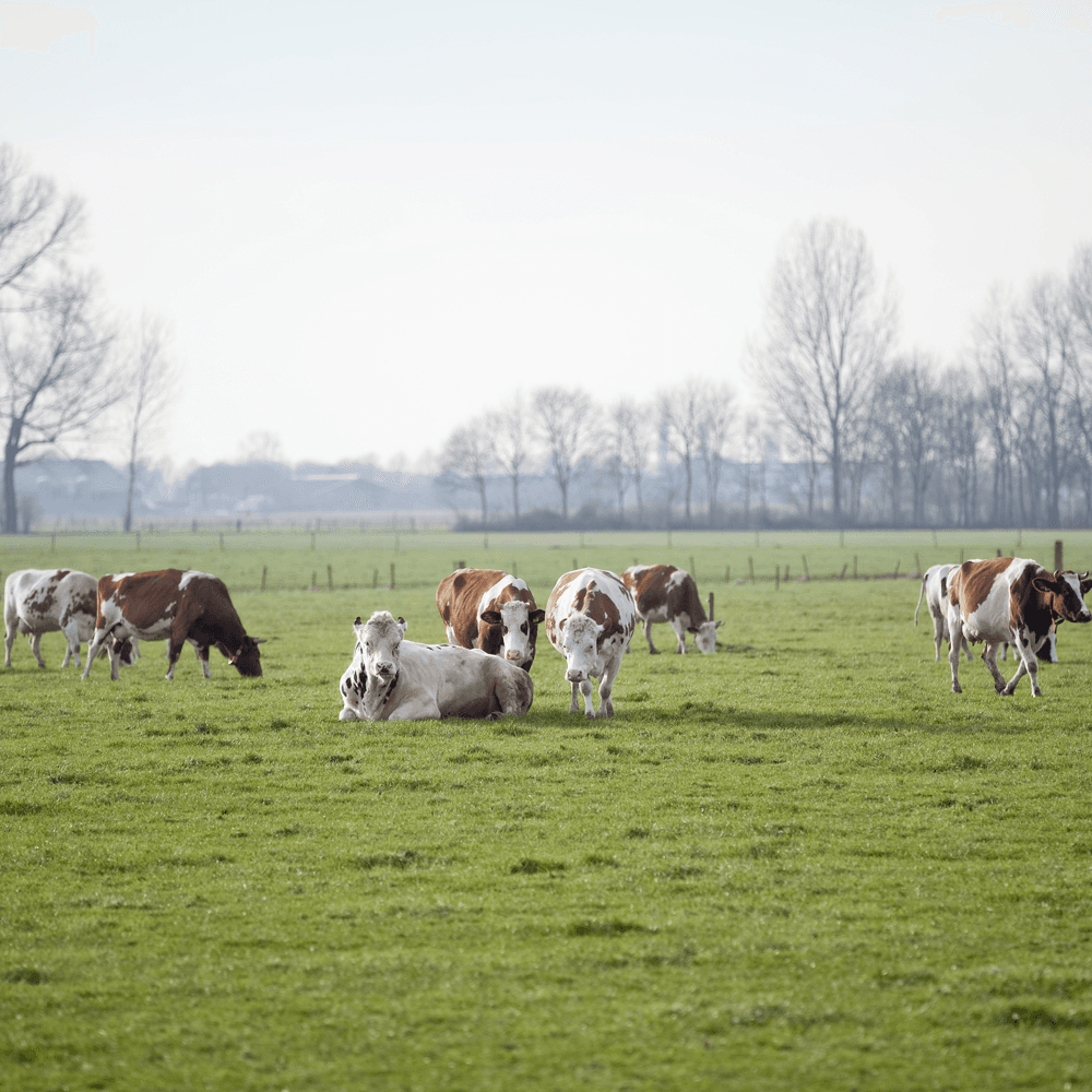 Netwerk Grondig pleit voor twee soorten fosfaatrechten
