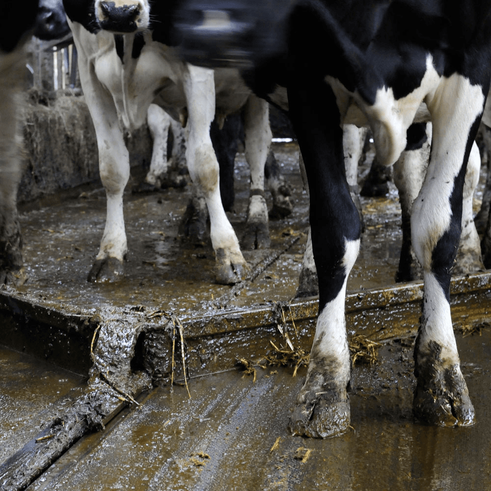 Meer mest verwerken door melkveewet