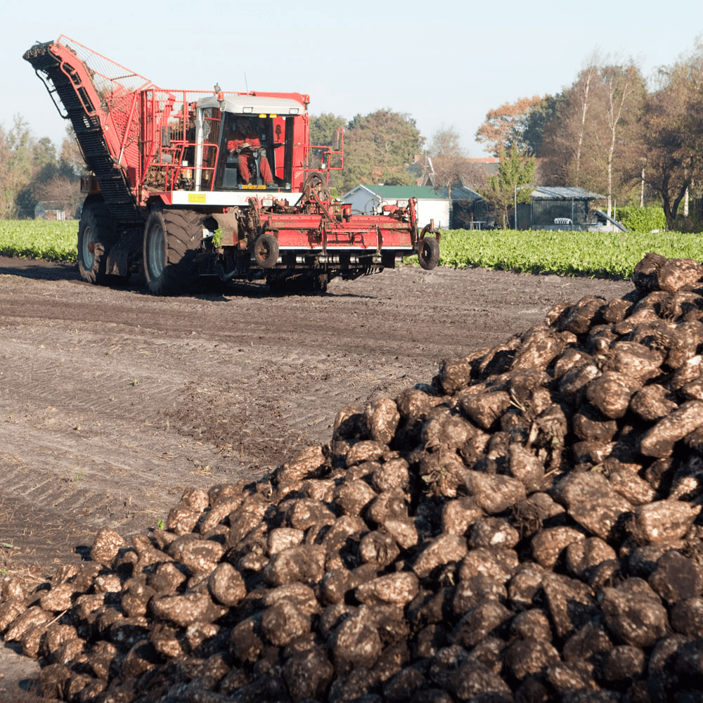 Helft bieten gerooid in ‘prima’ campagne