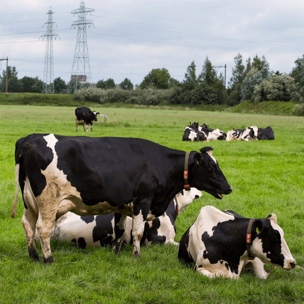 Rabo scherpt visie op melkveehouderij aan
