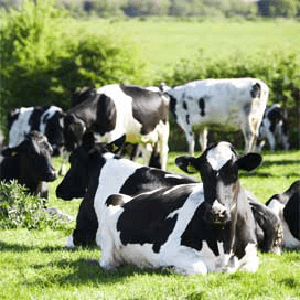 Meer miltvuur op Britse boerderij