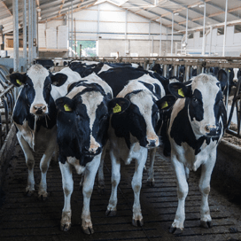 Meer melken zonder aankoop fosfaat