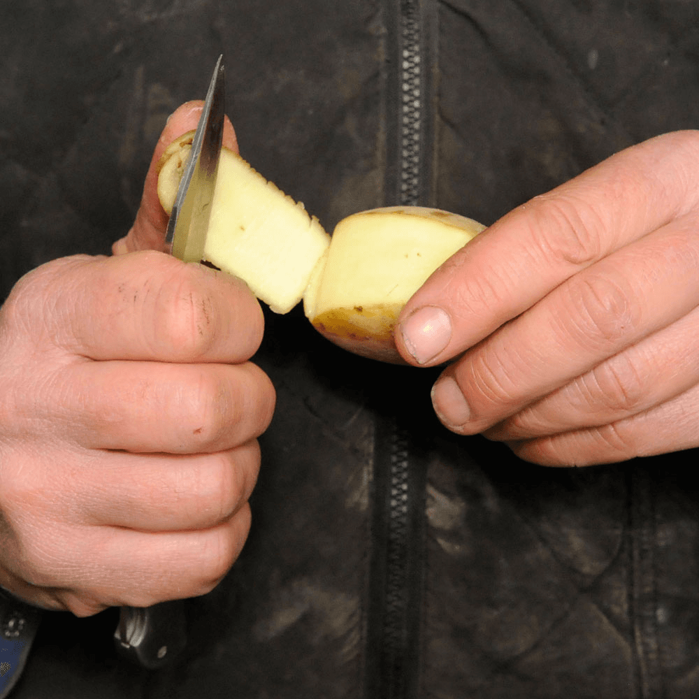 Alertheid nodig voor gezonde aardappelteelt