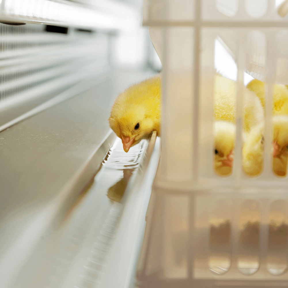 Nederlanders bouwen HatchCare-broederij in Duitsland