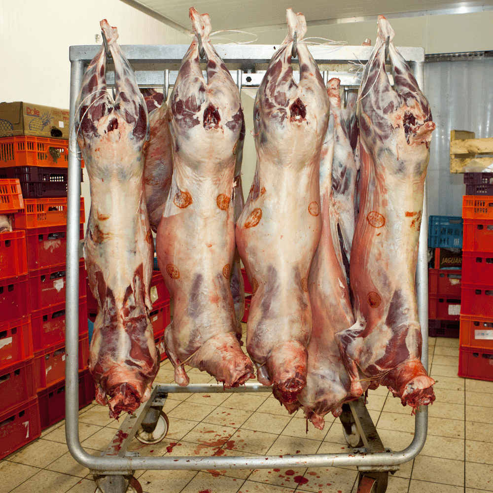 Toekomstvisie schapensector EU in de maak