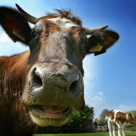 Wakker Dier fopt burger rond weidegang