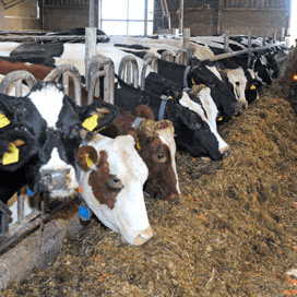 Intensiteit melkveehouderij toegenomen in 2014