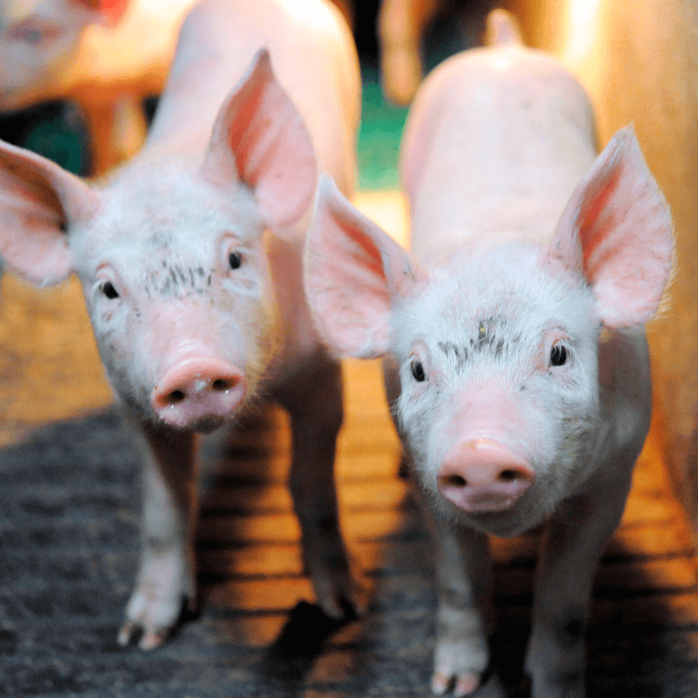 Exclusiviteit BestPigletPrice baart varkenshouderij zorgen