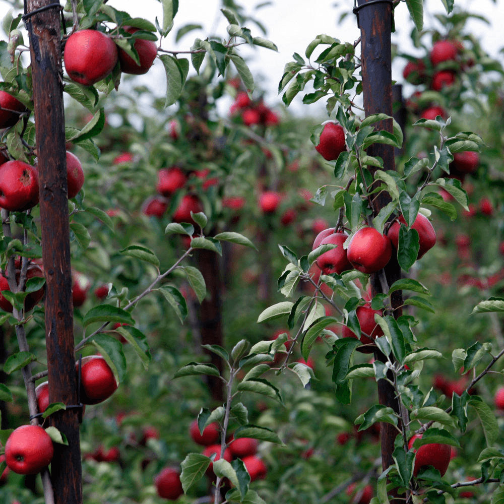Vraagtekens bij fruitonderzoek Greenpeace