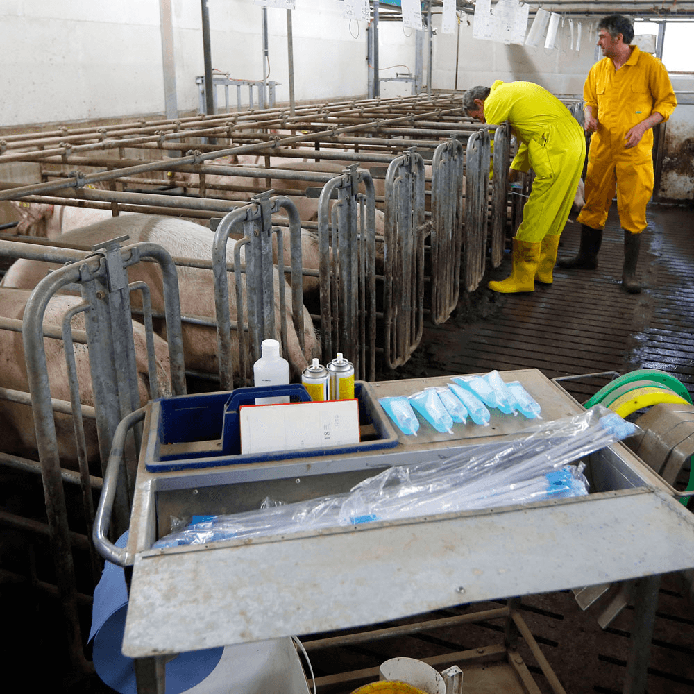 Meer biggen met juiste inseminatiemoment