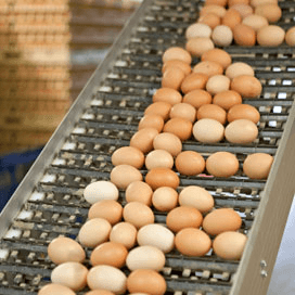 Amerika derde exportmarkt voor eieren EU