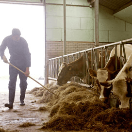 Volharding in belang van jonge boer