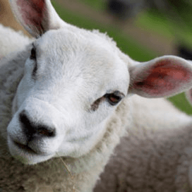 50 à 60 schapen gedood door herdershonden
