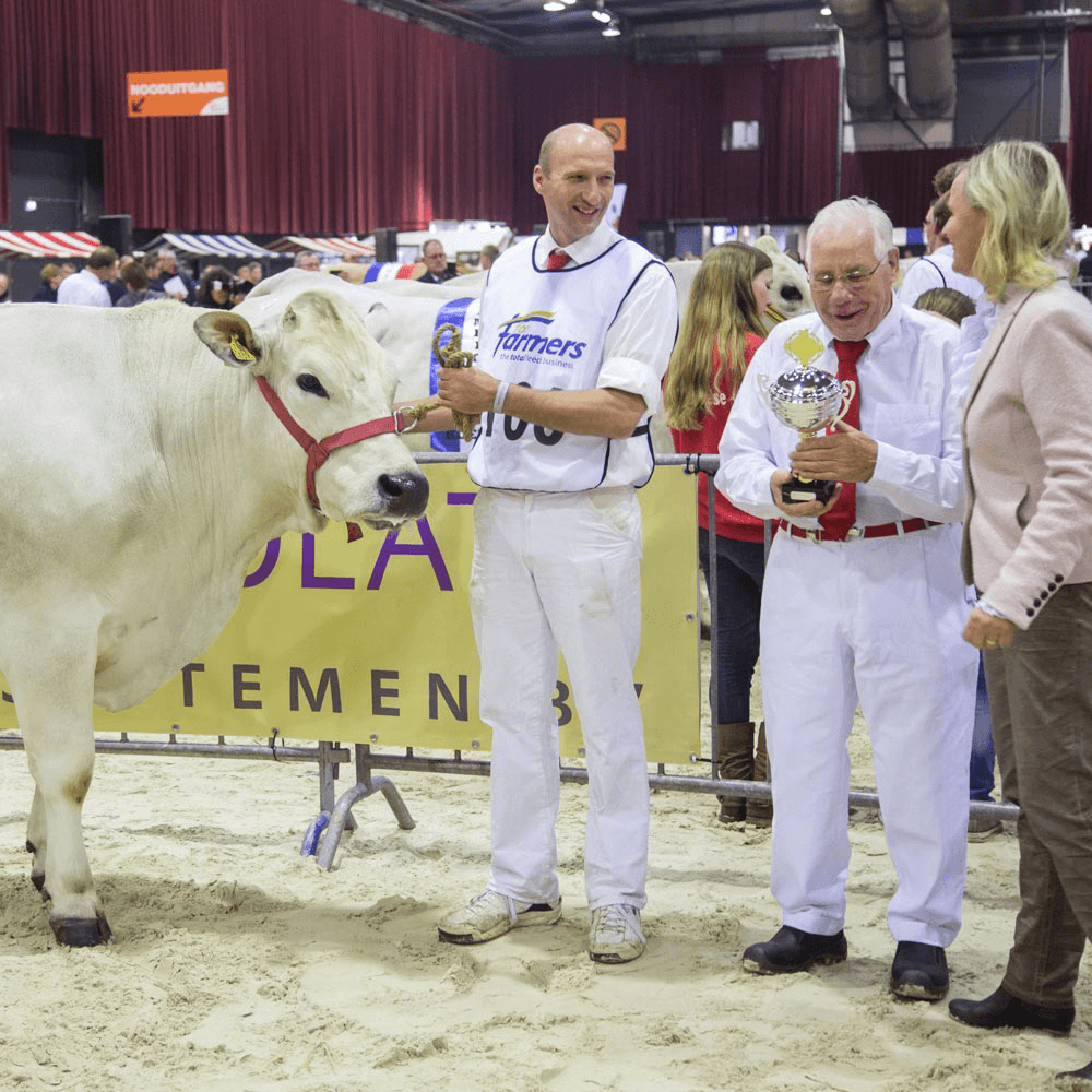 Mooie Marchigiana’s zetten hun beste beentje voor