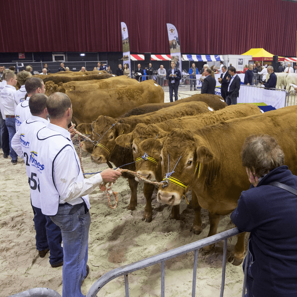 Limousins laten kwaliteit zien bij NVM