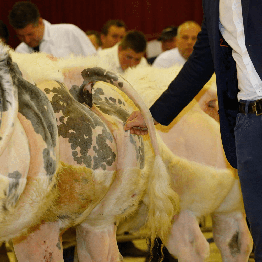 Belgisch Witblauw blijft verbeteren