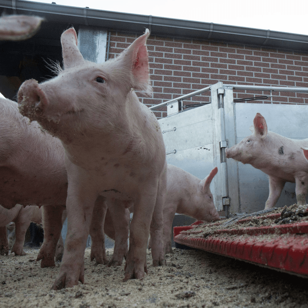 GD meldt weer nieuwe PED-gevallen
