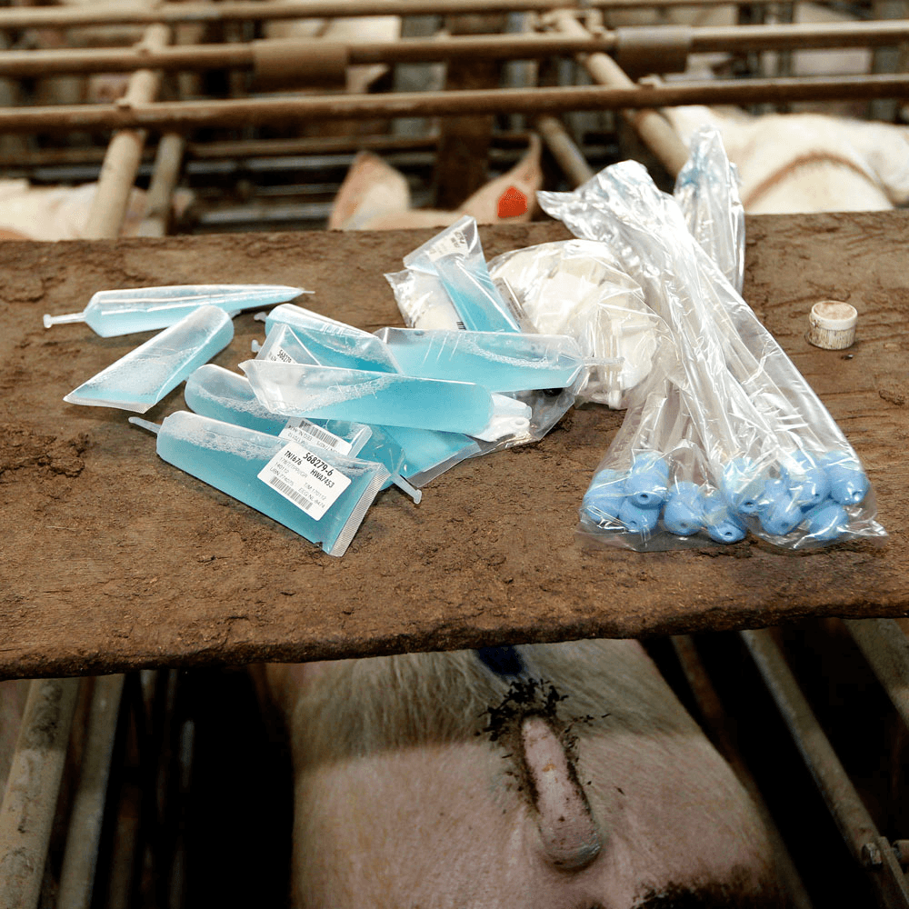 Meer zeugenhouders stoppen met insemineren