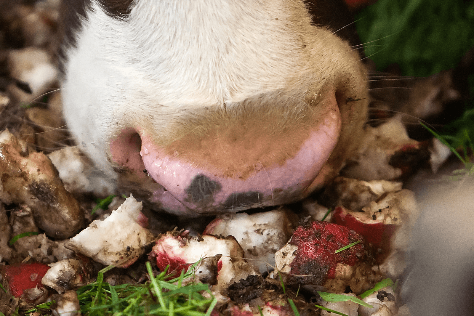 Voederbieten verhogen gehaltes in melk