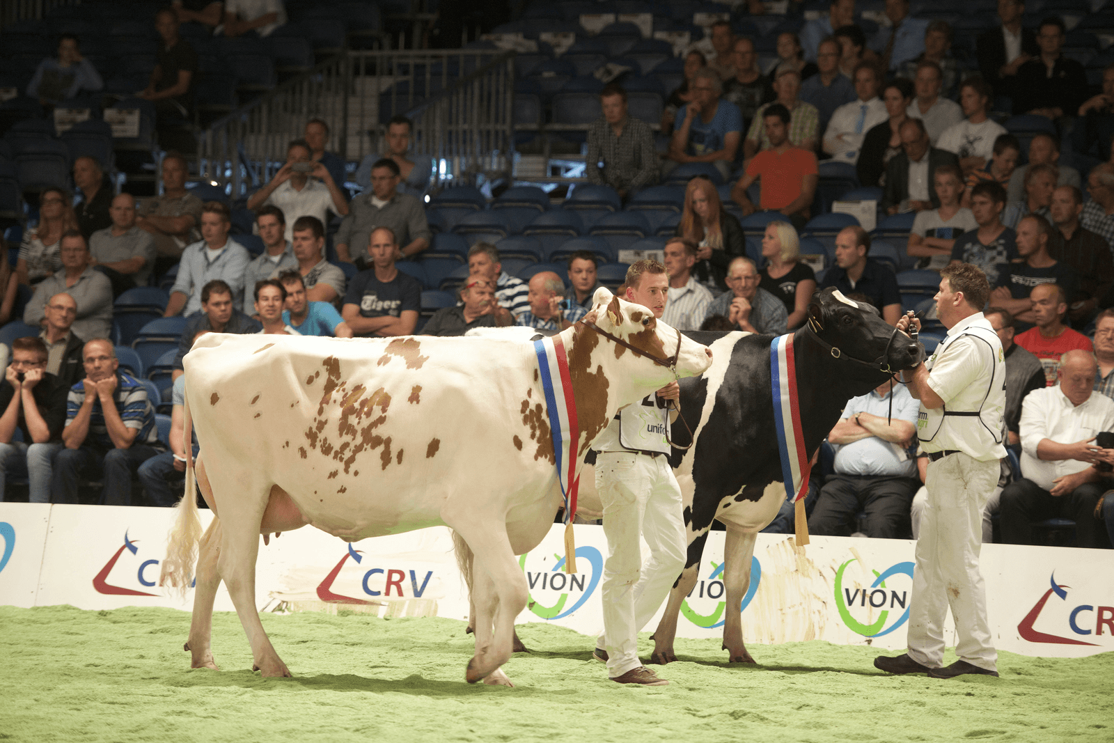 De kampioenen van NRM 2014. Winnaar Barendonk Brasilera 12 uit ( Poos stadel Classic × Barendonk Brasilera 3) van Barendonk Holsteins in Beers (N-B) en Bons Holsteins Koba 191 (wilcoxview Jasper-ET× Bons Holsteins Koba 152). - Foto: Mark Pasveer