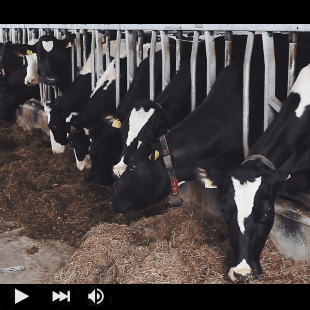 Video: Imago Mediabuilders