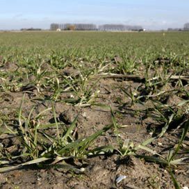 Duitsers zaaien meer wintertarwe en -gerst